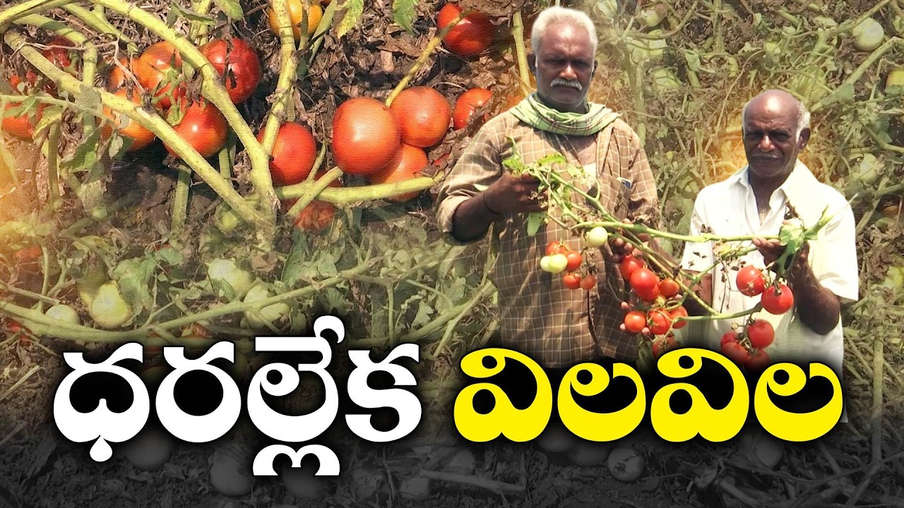 No Price, No Buyers | Tomato Farmers Suffer Heavy Losses | Govt Negligence Alleged