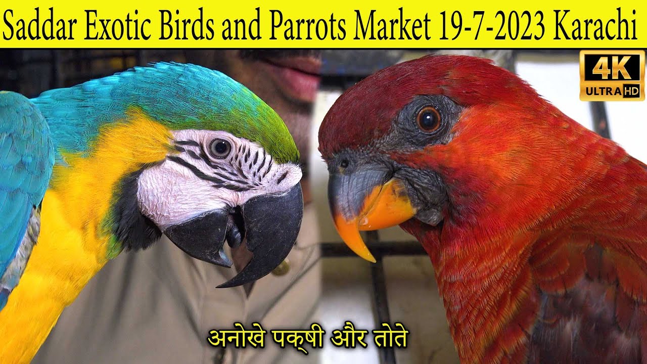 Saddar Exotic Birds and Parrots Market 19-7-2023 Karachi | Rare and unique Birds and Parrots
