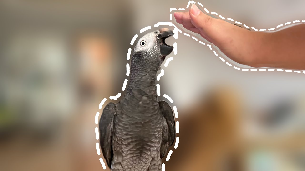 خوفك من الببغاء اللي يعض كيف تواجهه؟!!!!!