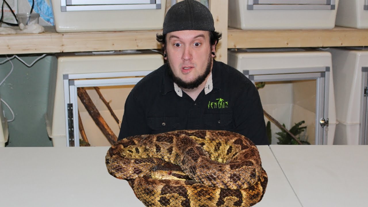 EXTREMELY RARE VIPER First Time Ever Filmed. (part 5 fastest vipers)