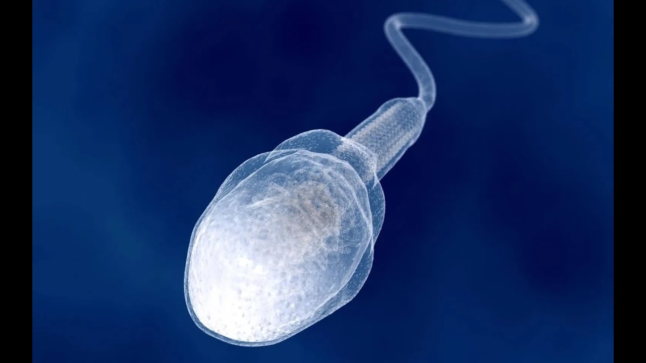 Tracking Motile Sperm Cells in a Stud Dog