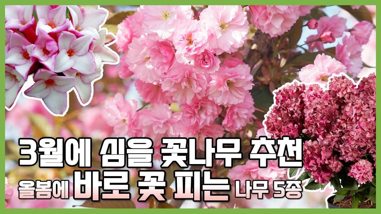 지금 심고 한 달 뒤 꽃 보세요! 3월 추천 꽃나무 5종 화려한 벚꽃 시리즈와 신품종 오동나무 #가드닝 #꽃설명 #정원꾸미기