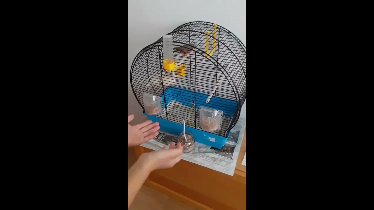 Ako chovať zebričky