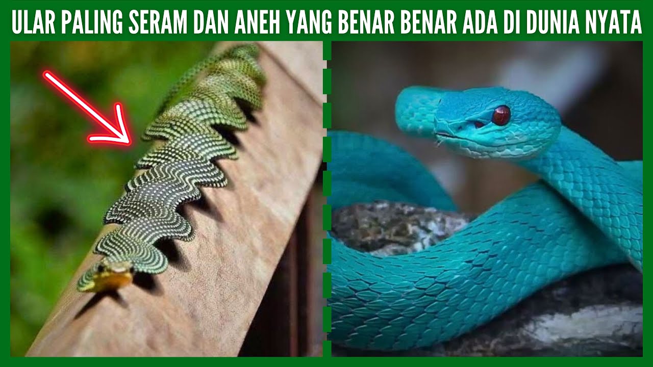 Ular Paling Seram dan Aneh yang Benar Benar Ada di Dunia Nyata
