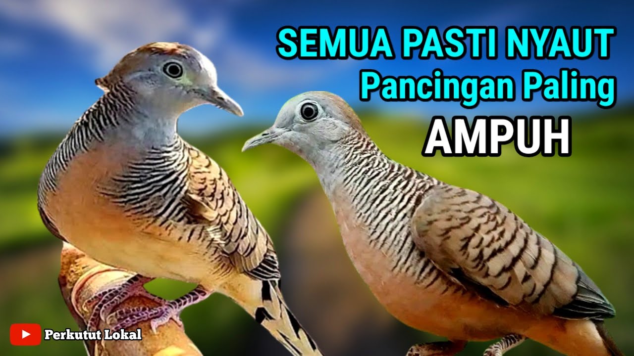 Perkutut Lokal Gacor Suara Pancingan Semua Jenis Burung Perkutut Paling Ampuh #perkututlokal