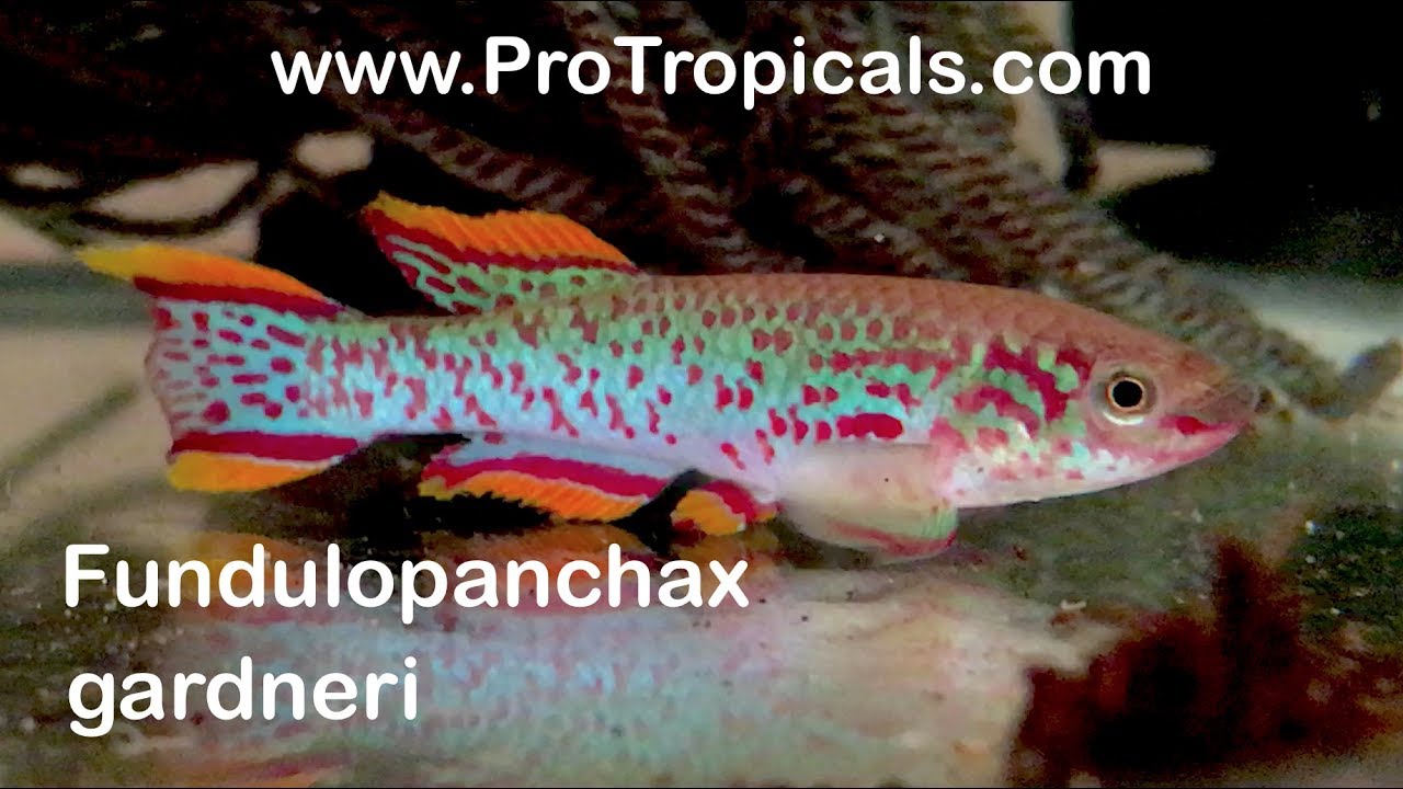 Killifish / Fundulopanchax gardneri / How to Hatch & Breed Steel Blue Killifish eggs