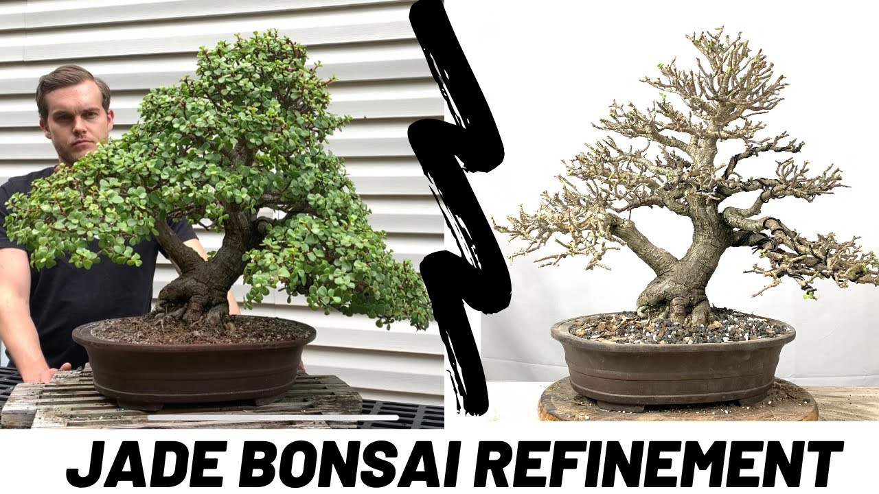 Бонсай из нефрита (Portulacaria Afra) — улучшенная работа (The Bonsai Supply)