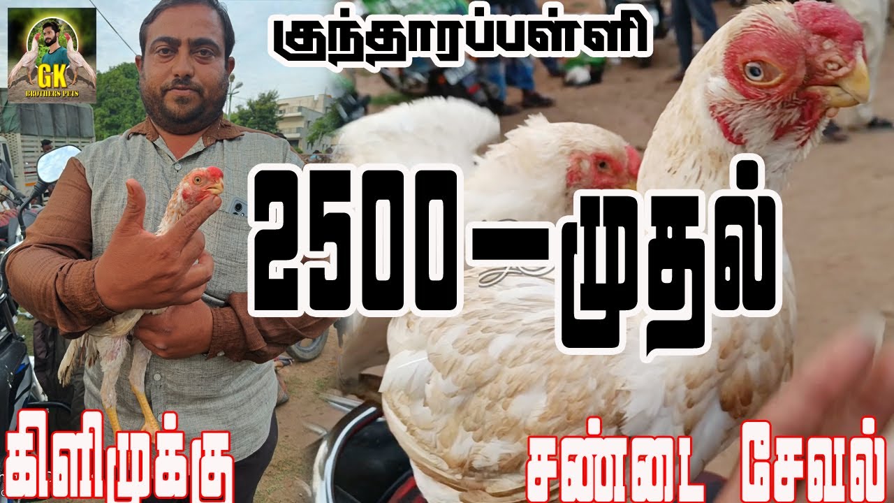 Top quality 2500 - முதல் கிளிமூக்கு சந்தை #kundarapalli #gkbrothers #parrotnose