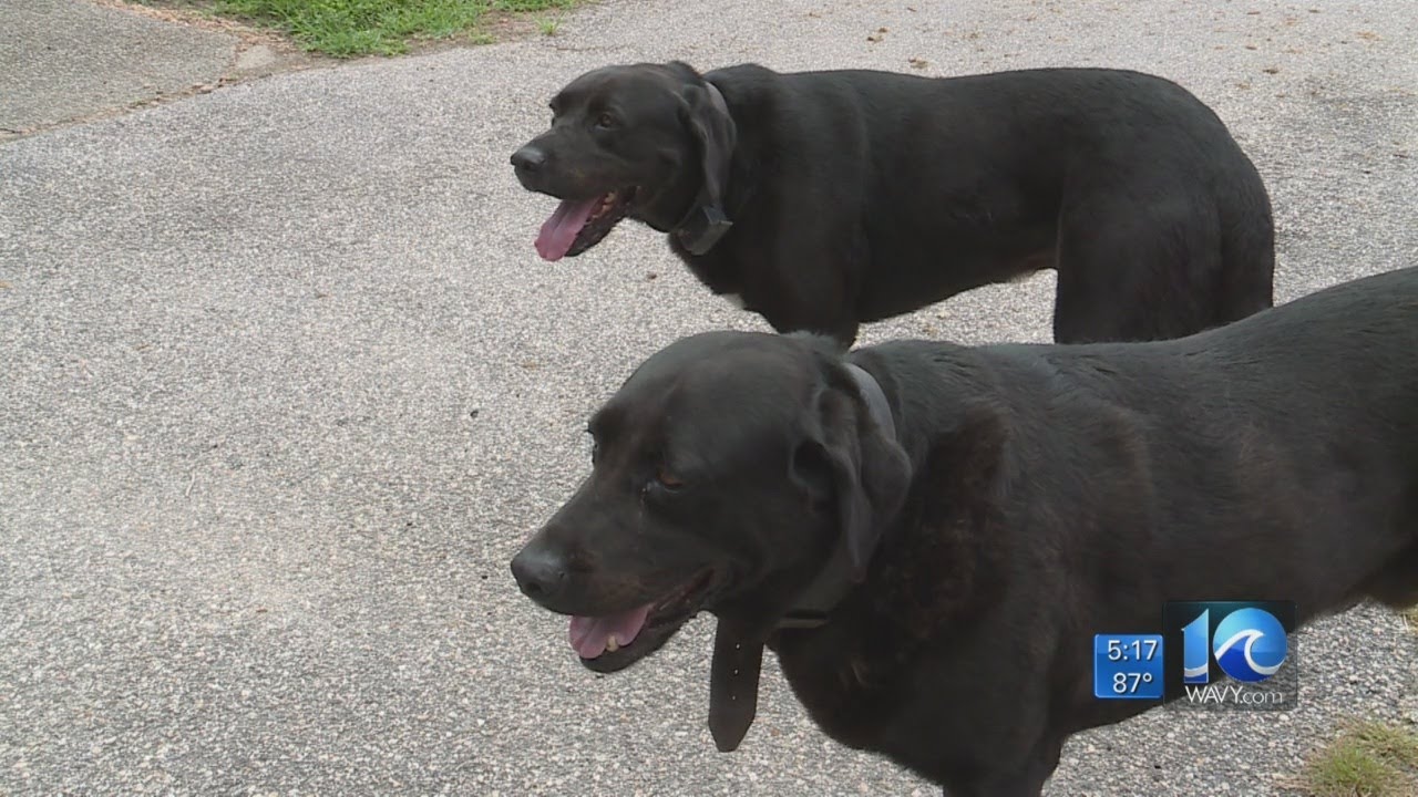 Smithfield dogs swipe mail carrier's lunch and reaction goes viral