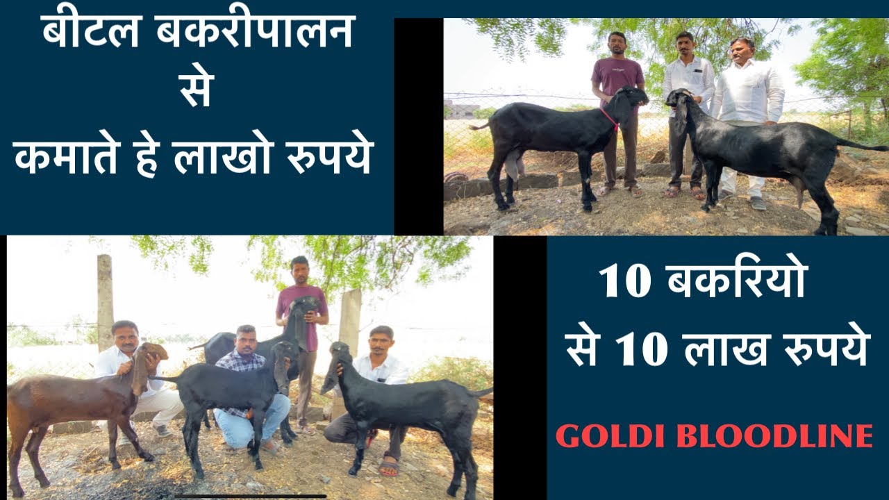 बीटल बकरीपालन /beetal goatfarming