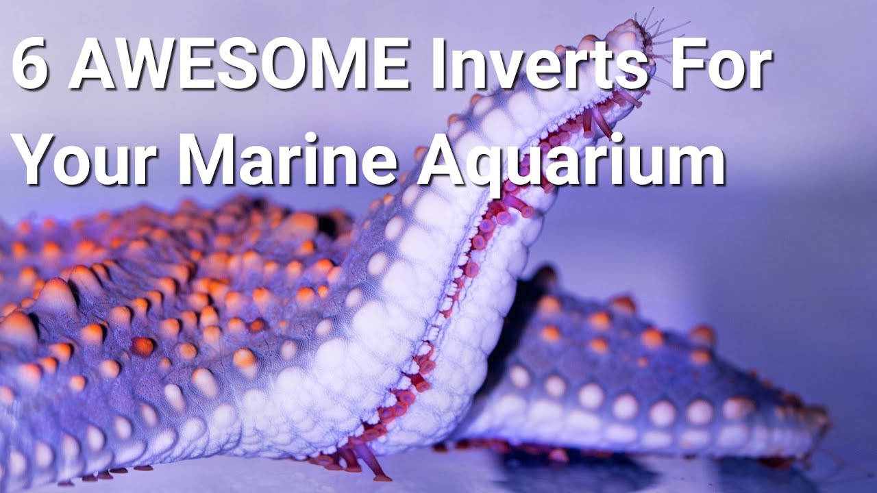My Top 6 Favourite Inverts (And 1 I HATE!)