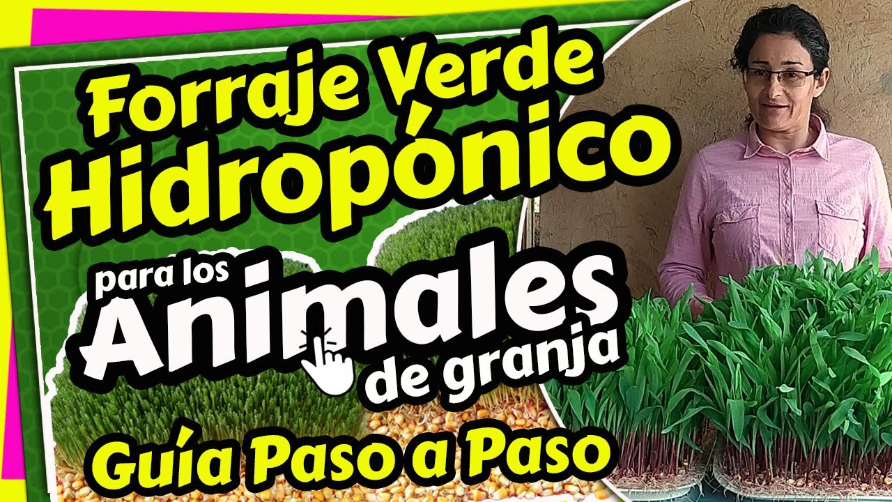 Forraje Verde Hidropónico FVH | Como Hacerlo Paso a Paso | Alimento para animales