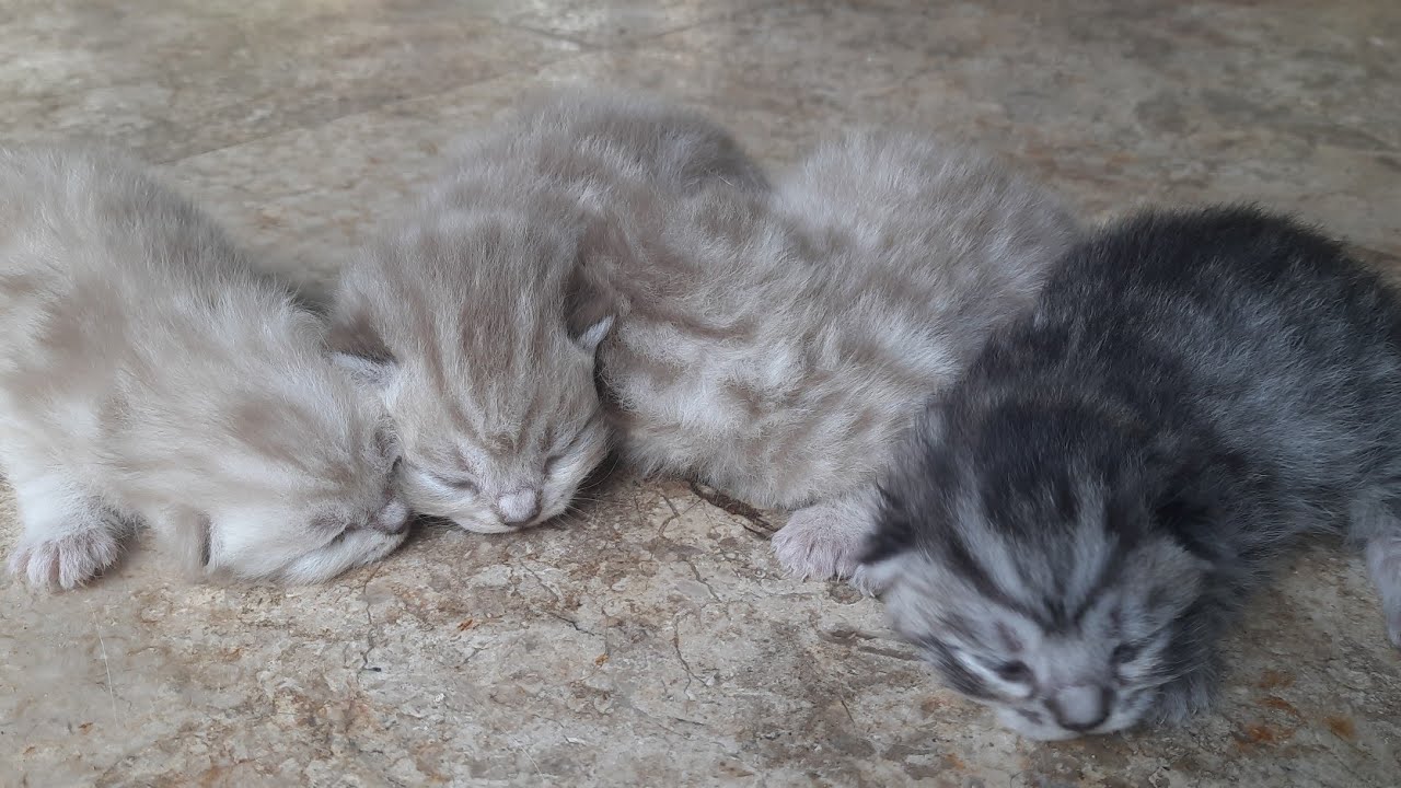 Anak kucing mulai bisa membuka matanya