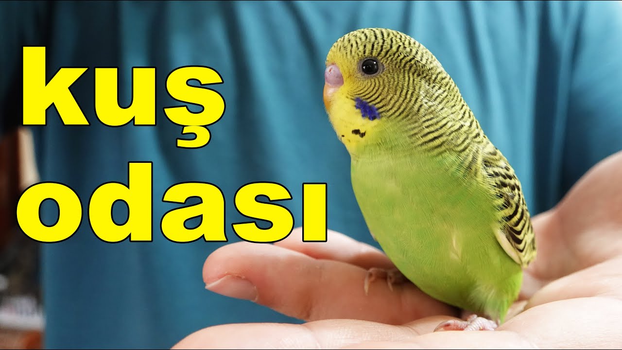 Kuluçka Öncesi Muhabbet Kuşu ve Papağanların Son Durumu
