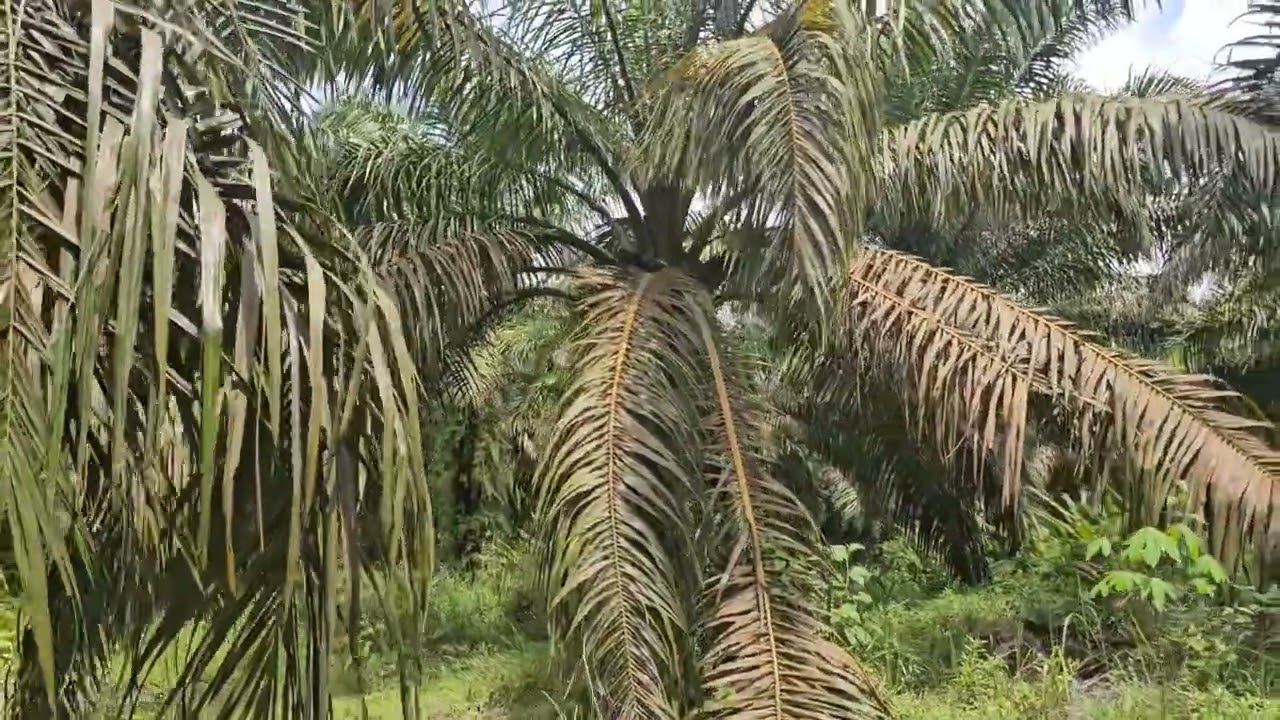 Dijual kebun sawit 6 Hektar strategis Akses mobil lokasi 90% Datar harga 30 rb permeter Negosiasi 