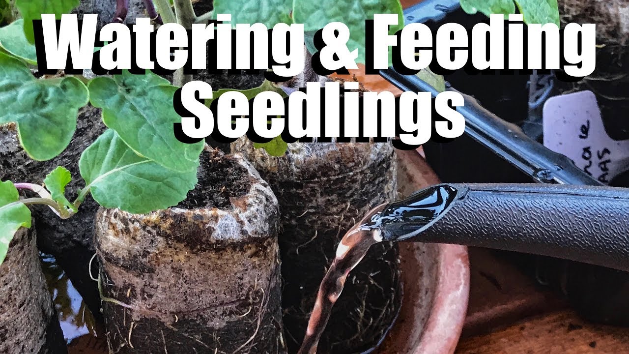 Watering and Fertilizing Vegetable Seedlings - When and How / Spring Garden Series #2