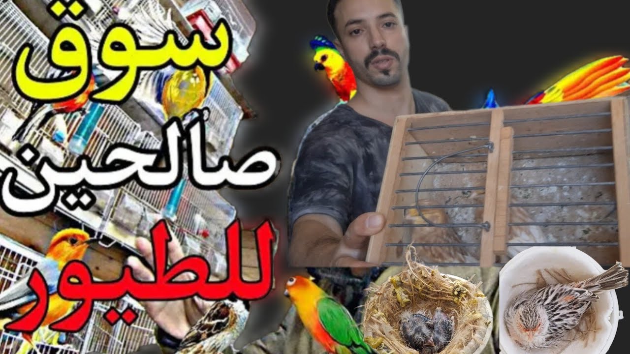 كيف أصبح سوق طيور دوار بمدينة سلا بيع وشراء وهروب ماكر لعصفور حسون #كناري
