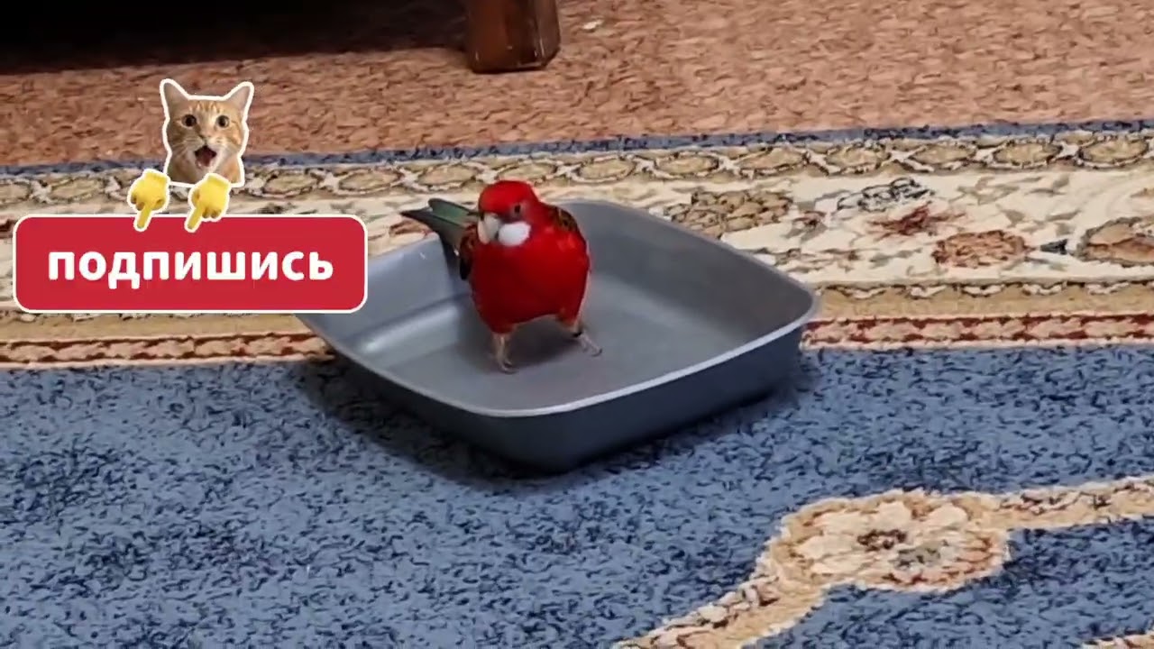 Учит правильно мыть ноги.