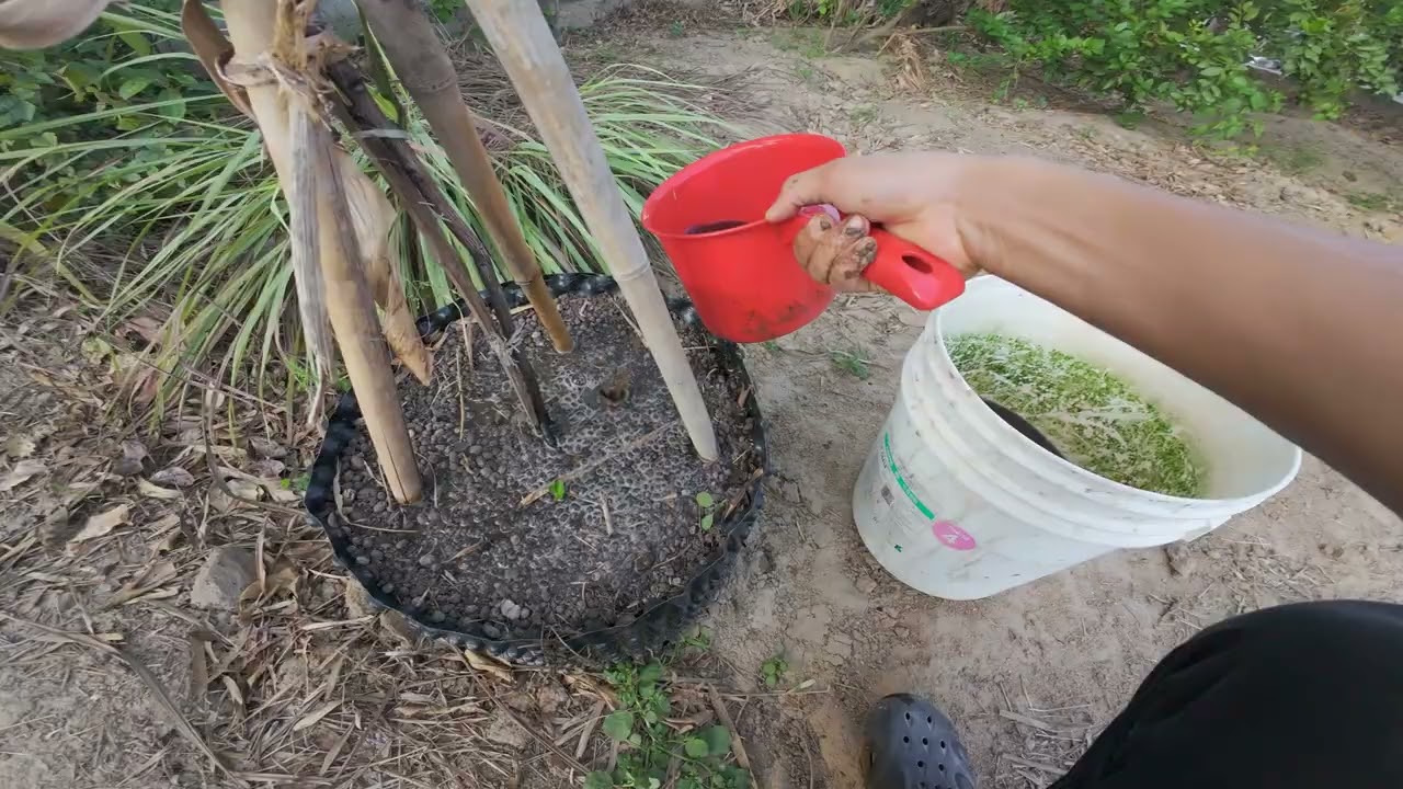 Hôm Nay Bón Phân Cho Cây Phát Hiện Cây Dâu Tầm Trái To Sắp Chín Và Sung Mỹ Gần Có Trái!