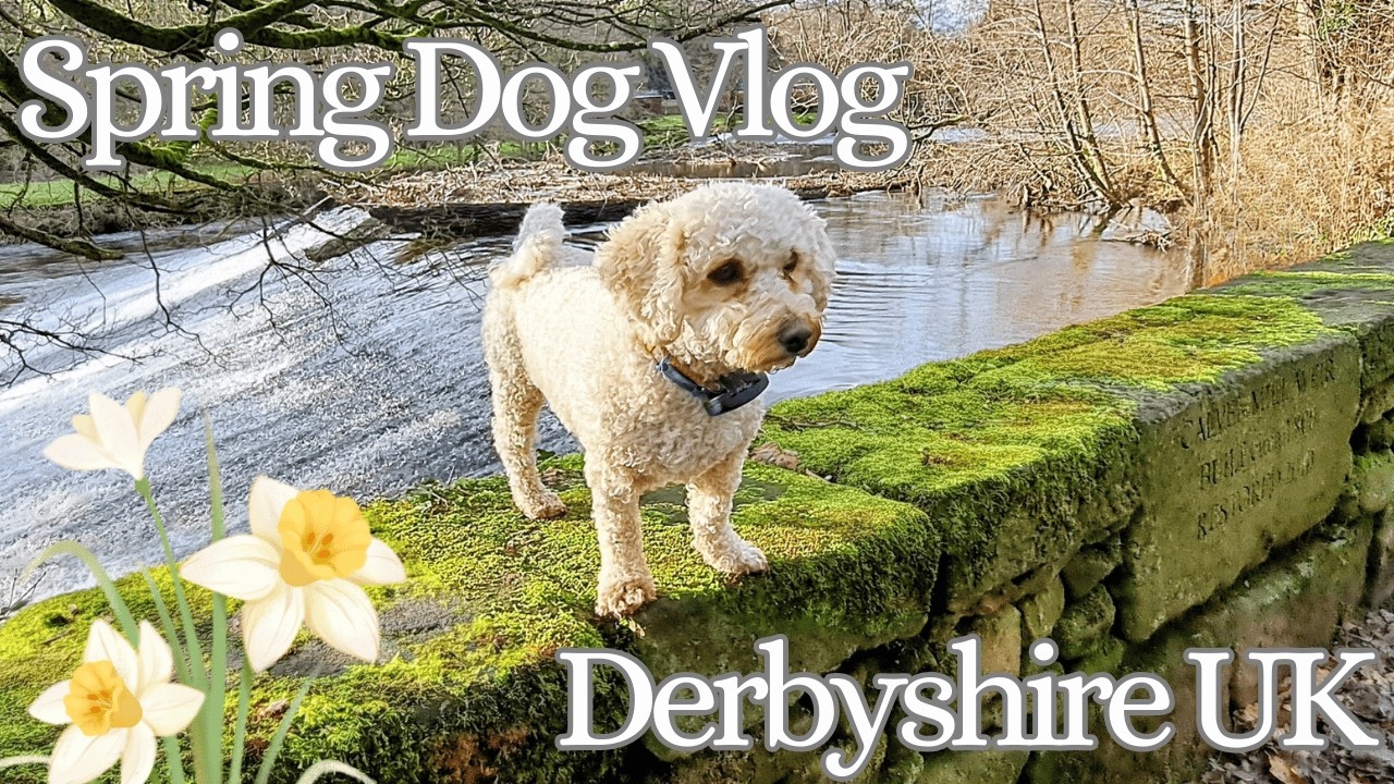 Slow Living Spring Dog Walk with My Poochon - Derbyshire Countryside