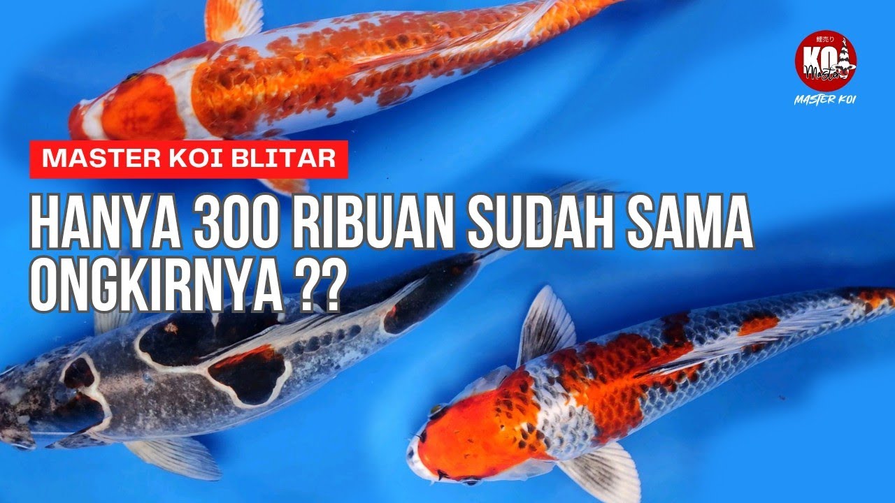 PROMO SPEZIAL GRATIS ONGKIR UNTUK SEMUA PAKETNYA BOSKU ⁉️