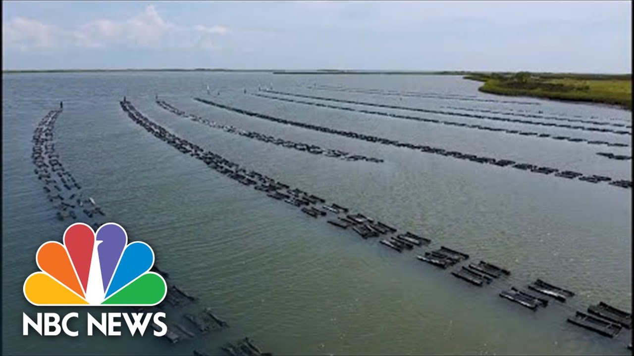 Restoring America's Oyster Population Through Conservation & Farming | Nightly News Films