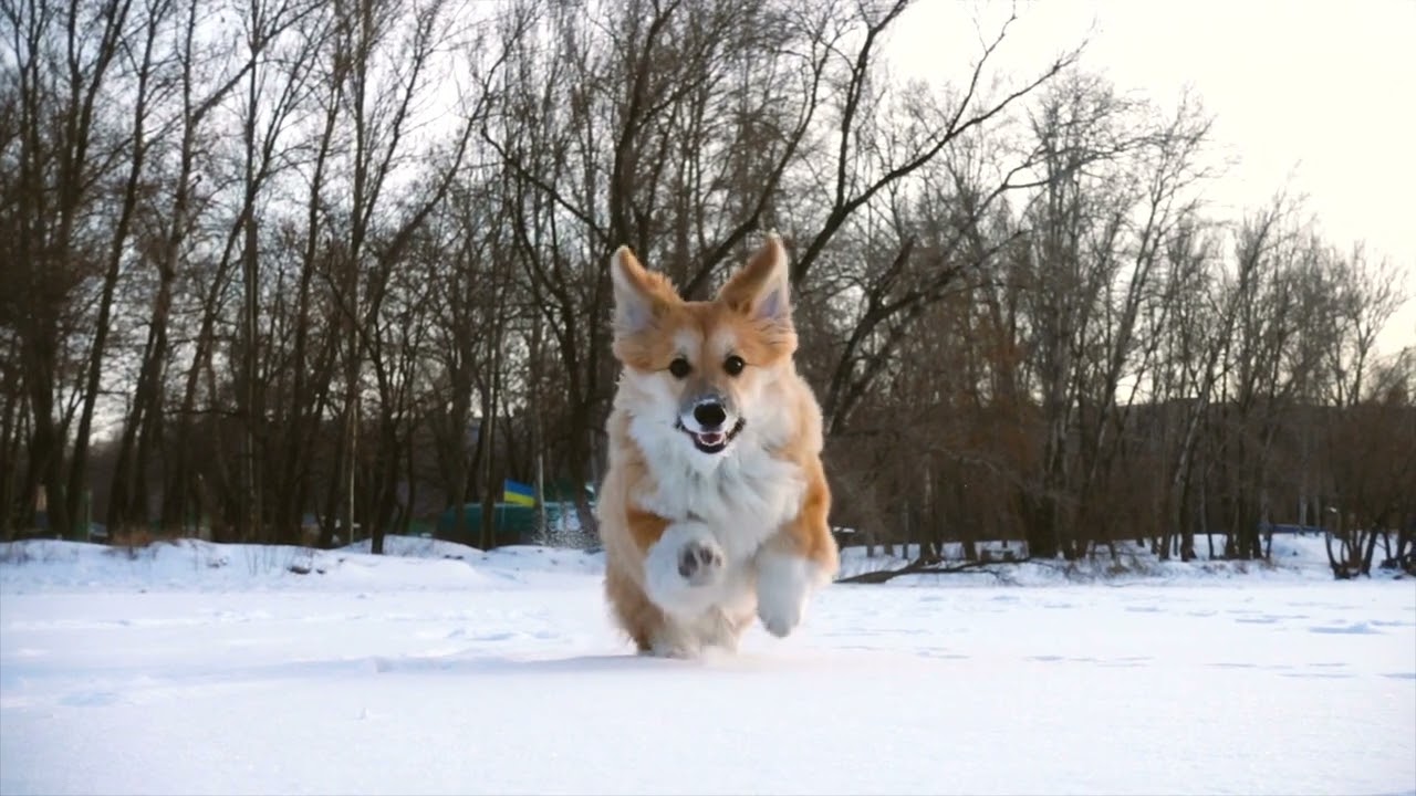 Dog Running In Epic Slow Motion