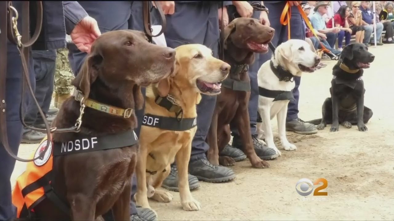 Locally-Trained Rescue Dogs Saving Lives In Mexico