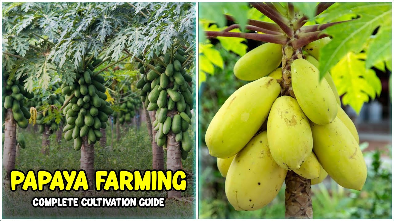 Papaya Farming - Seed Sowing, Planting, Fertilizing, Irrigation, Pest Control & Harvesting