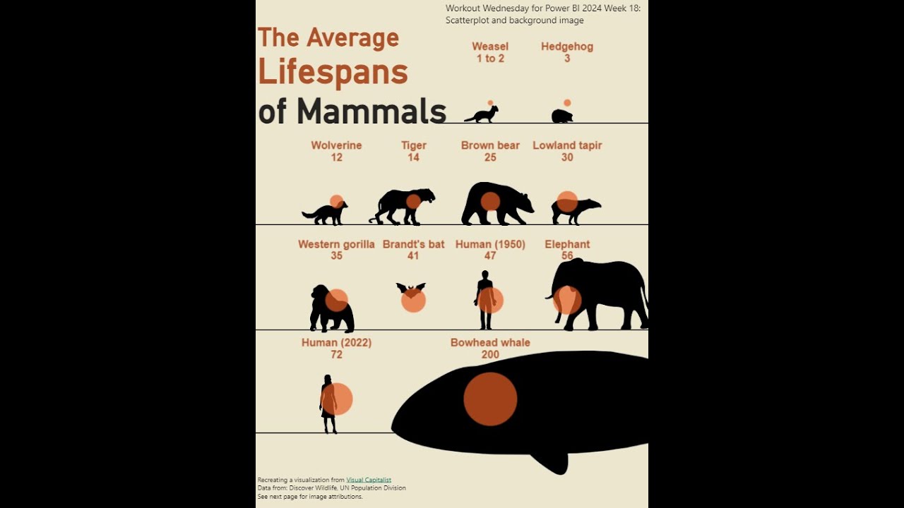 2024 Week 18 | Power BI: Visualize Mammal Lifespan with a Scatterplot and Background Image