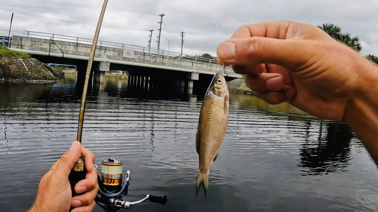 4 Hours of RAW and UNCUT Fishing with LIVE Shiners and Gulp Minnows | Lake Ida Florida