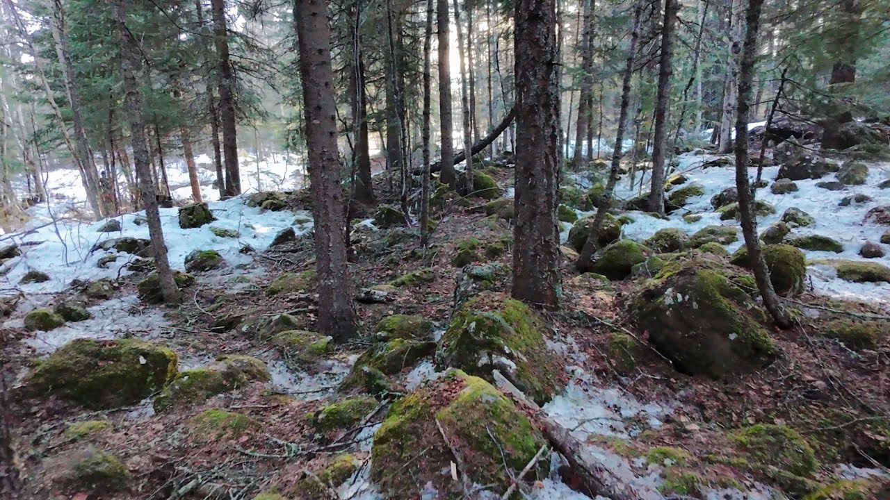 Flight Vlog #54 - Aimlessly ripping around the forest (@ the cabin) - DJI NEO