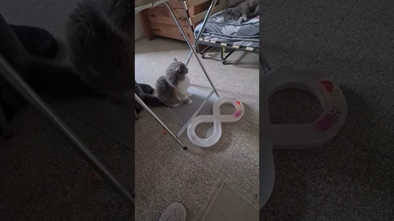 Израиль 20⁰.#cat #прикольныекоты 😺😸😹😻😼😽😾