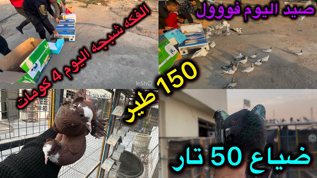 فكه شبجه 150 طير😱ضياع 50 طير😓صيد اليوم عالمي😍😍