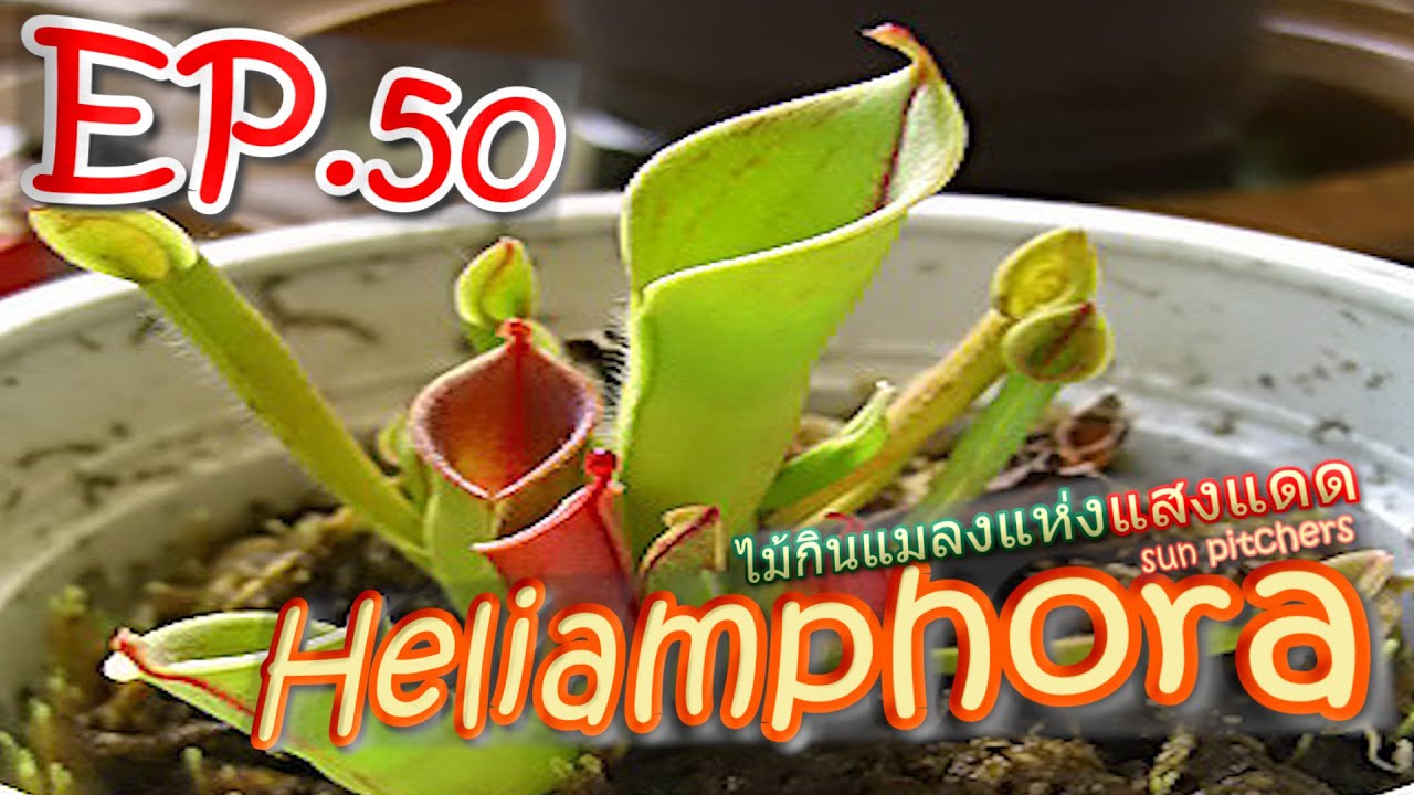 EP.50 Heliamphora(sun pitcher) ฮีเลี่ยมโพร่า ไม้กินแมลงแห่งแสงตะวัน