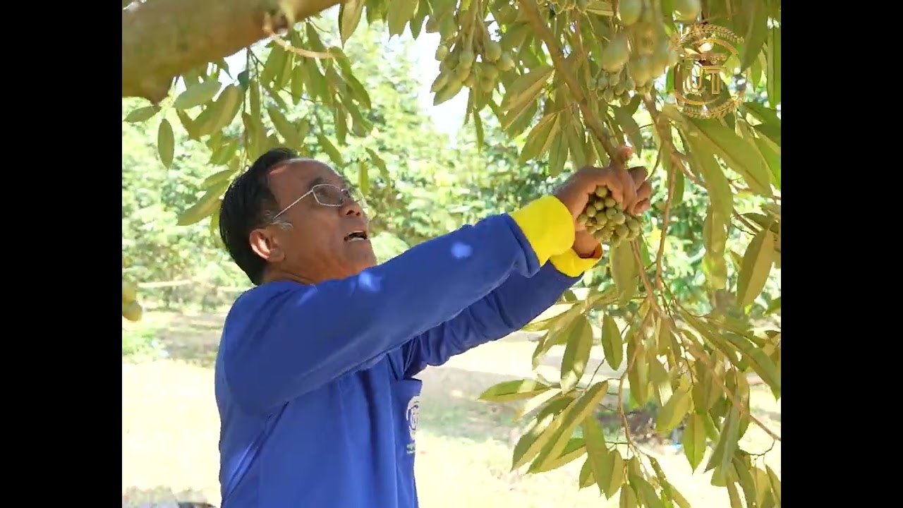 ពូលីន ចម្ចាស់ចម្ការទុរេនខេត្តត្បូងឃ្មុំចែករំលែកពីវិធីសាស្រ្តថែទាំផ្កាទុរេន