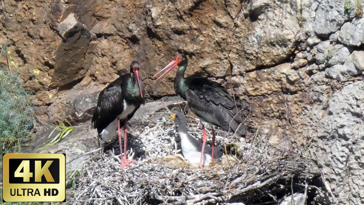 CIGUEÑA NEGRA EN EL PARQUE NACIONAL DE MONFRAGUE    BLACK STORK IN MONFRAGUE NATIONAL PARK    4K