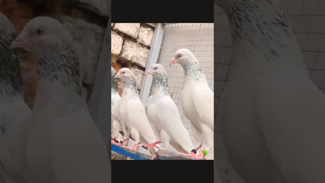 white Golden kabutar #youtubeshort #pigeonbird #youtubecreator #blackpigeon #pigeon #kabootar