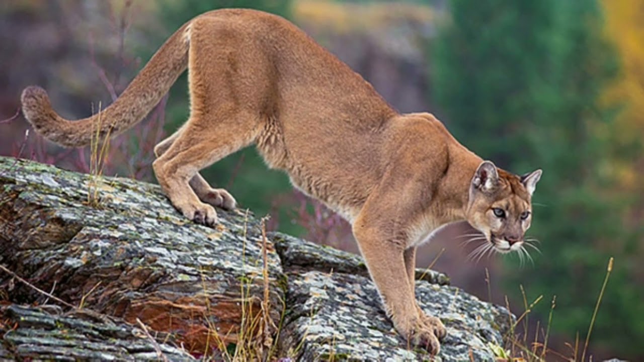 Mountain Lion (Cougar) Sounds