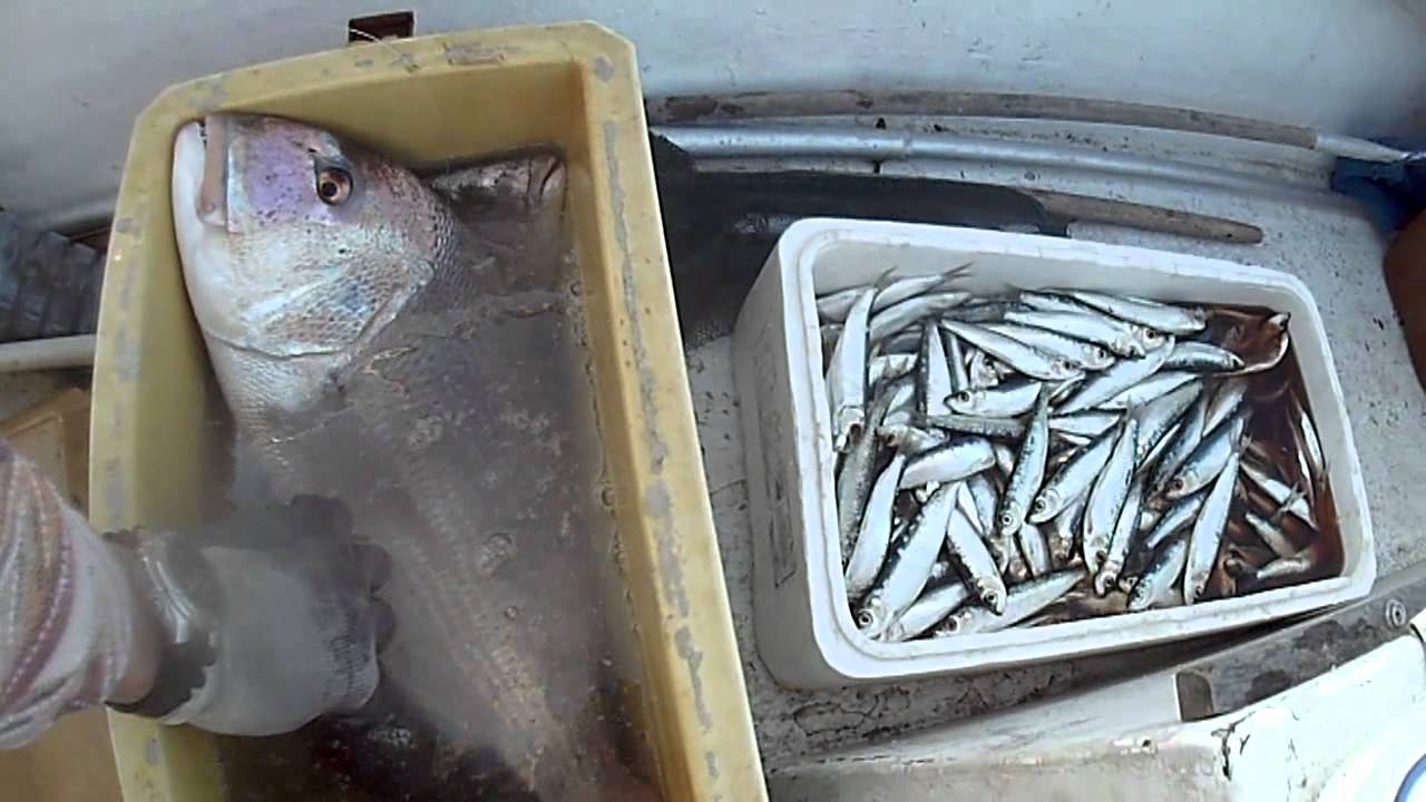 PESCATA PALAMITO PROFESSIONALE 29-12-2011.mp4