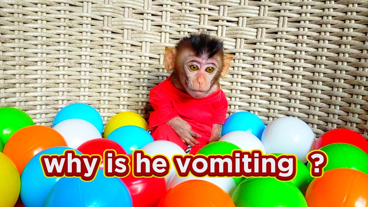 why is he vomiting  ? #viral #trending #viralvideo #trend #cute