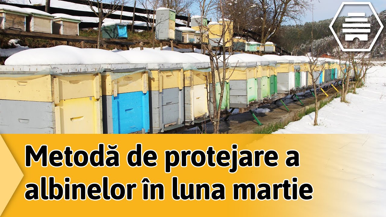 Metodă de protejare a albinelor în luna martie