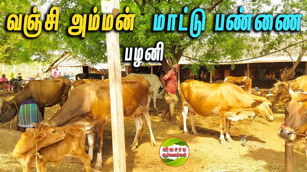 11-ஆம் வகுப்பு மாணவனின் மாட்டு பண்ணை|வஞ்சியம்மன் மாட்டு பண்ணை #palani #vivasayaarvalargal #cows #cow