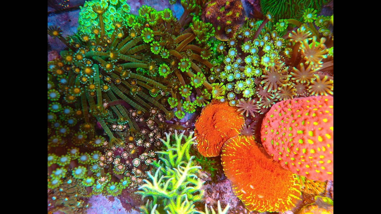 Meerwasser 35L NANO AQUARIUM NACH 7 WOCHEN Standzeit - betrieben mit ReefManager App & Hardware