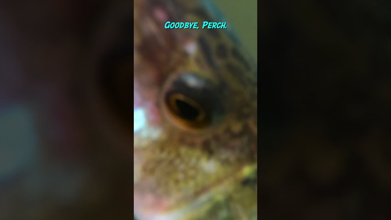 Underwater Releases 🤿