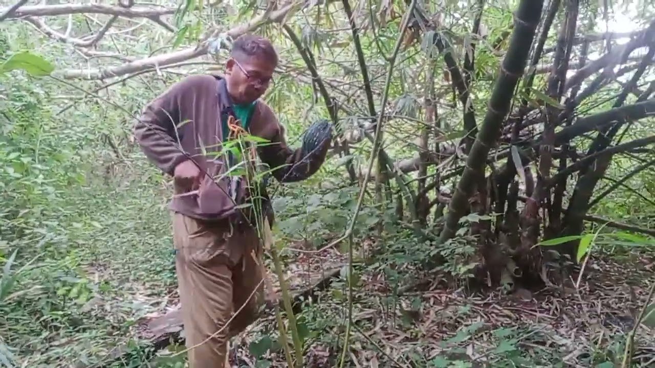 Ayaw sumalpok masyado pang mga bata ang labuyo