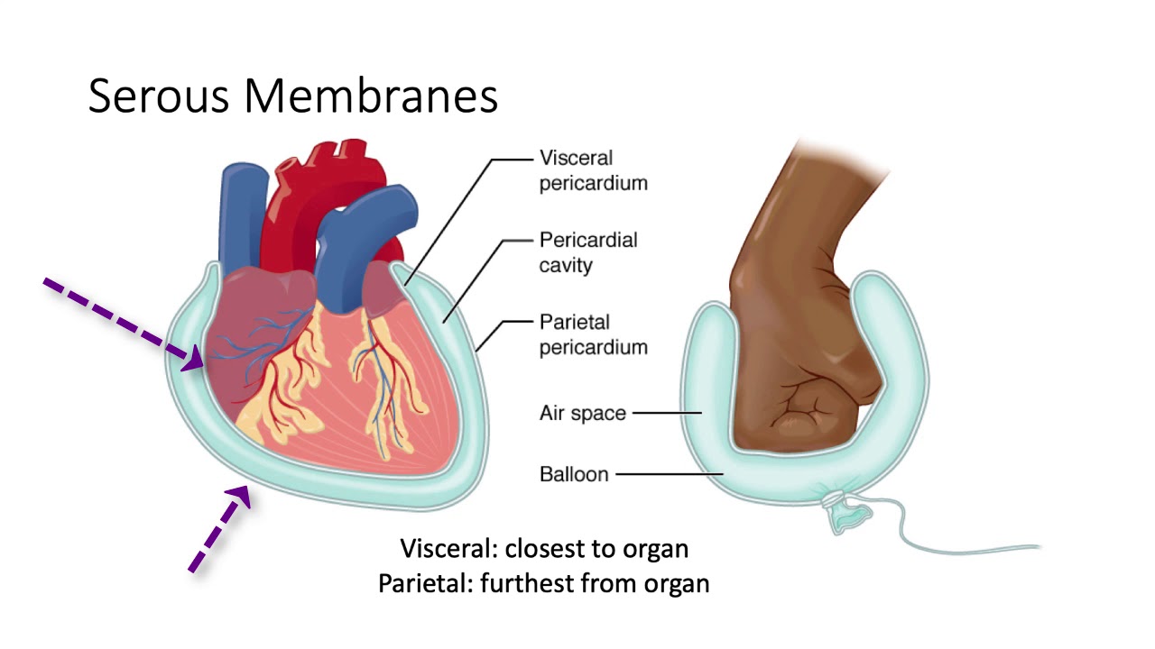 132 Полости и мембраны тела