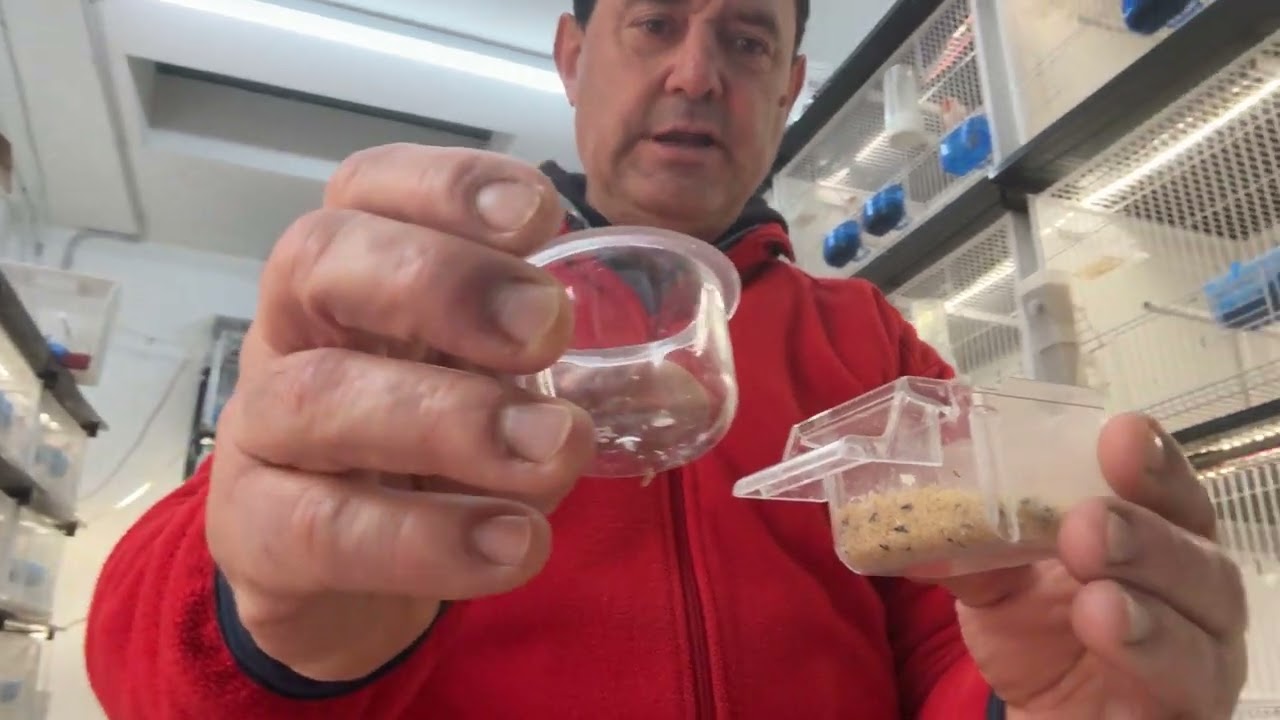 Producto y material para nuestro aviario cría 2025