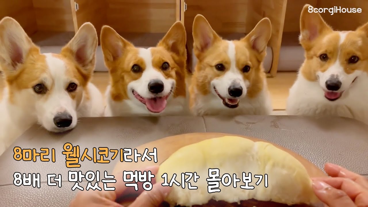 보고만 있어도 침이 꼴깍 넘어가는 8코기 먹방 모음집🐶 [8코기 인기 먹방 1시간 몰아보기]