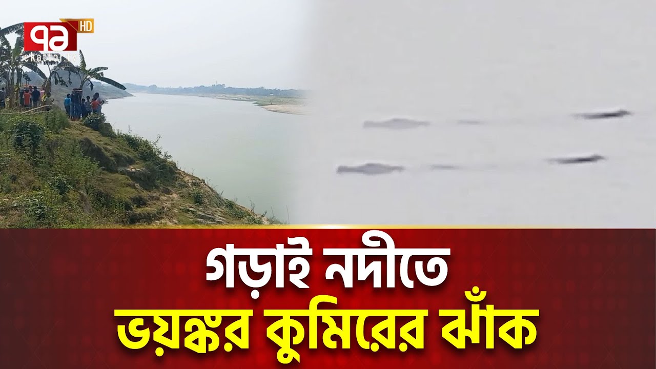 এবার গড়াই নদীতে বিশাল বিশাল কুমির | Ekattor Special